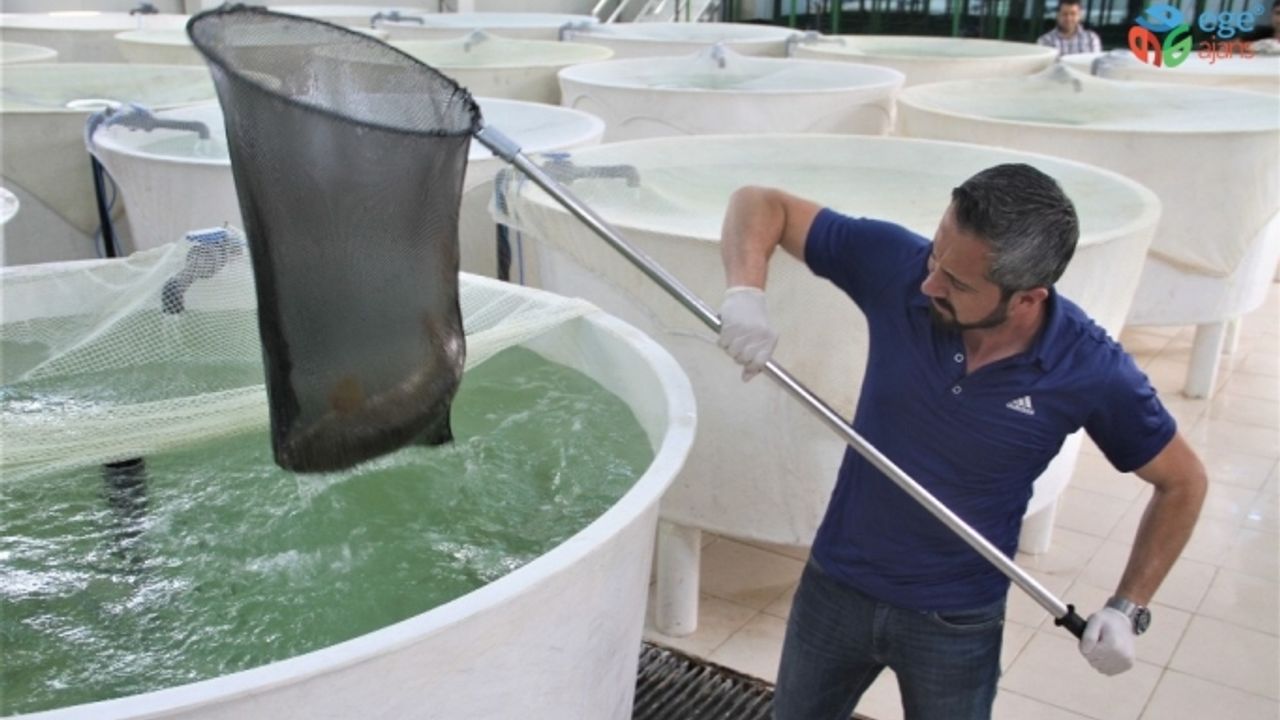 Akıntıya karşı göçü görüntülenmişti, çoğalması için özel çalışma yapılıyor