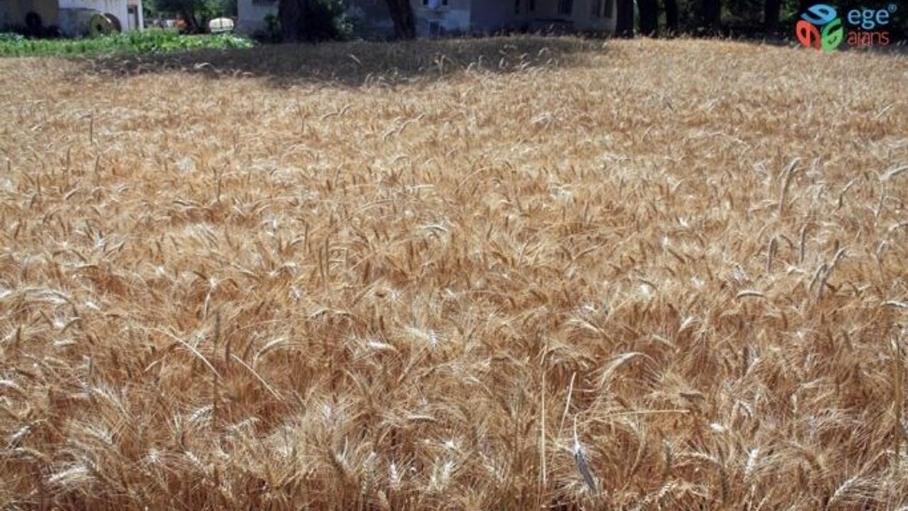 Buğdayda kullanılan mikoriza mantarı ile verim yüzde 20 arttı