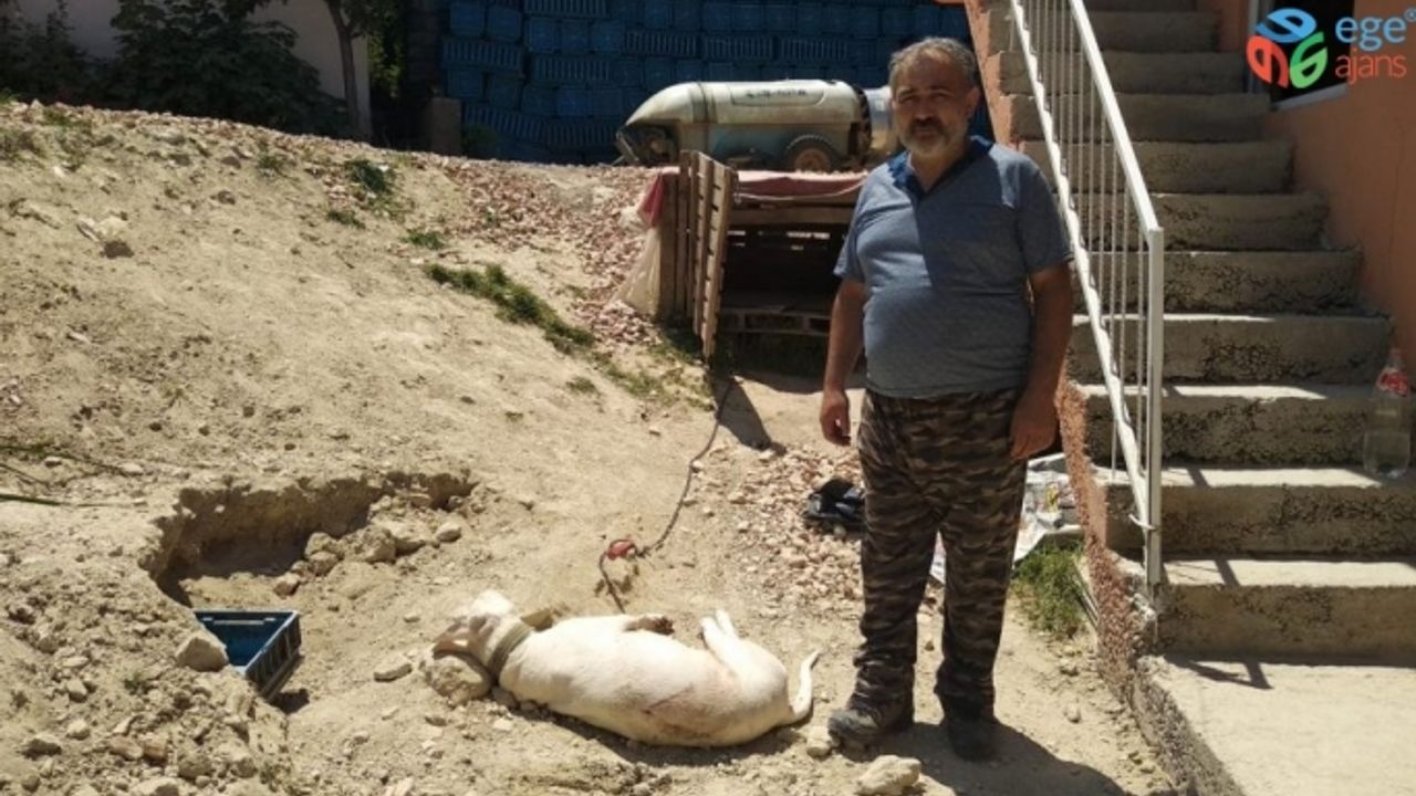 Bursa’da hamile köpeği "havlıyor" diye tüfekle katlettiler