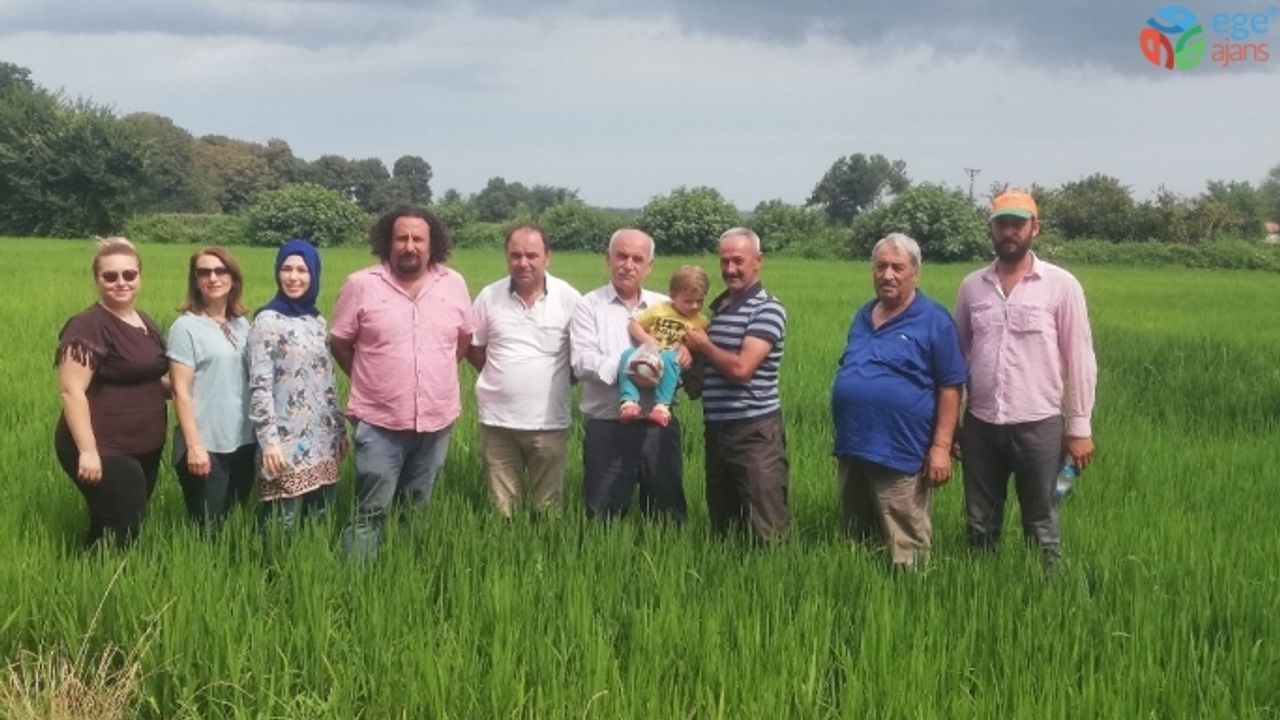 Damlama sulama ile çeltik ekiminde 70 su tasarrufu