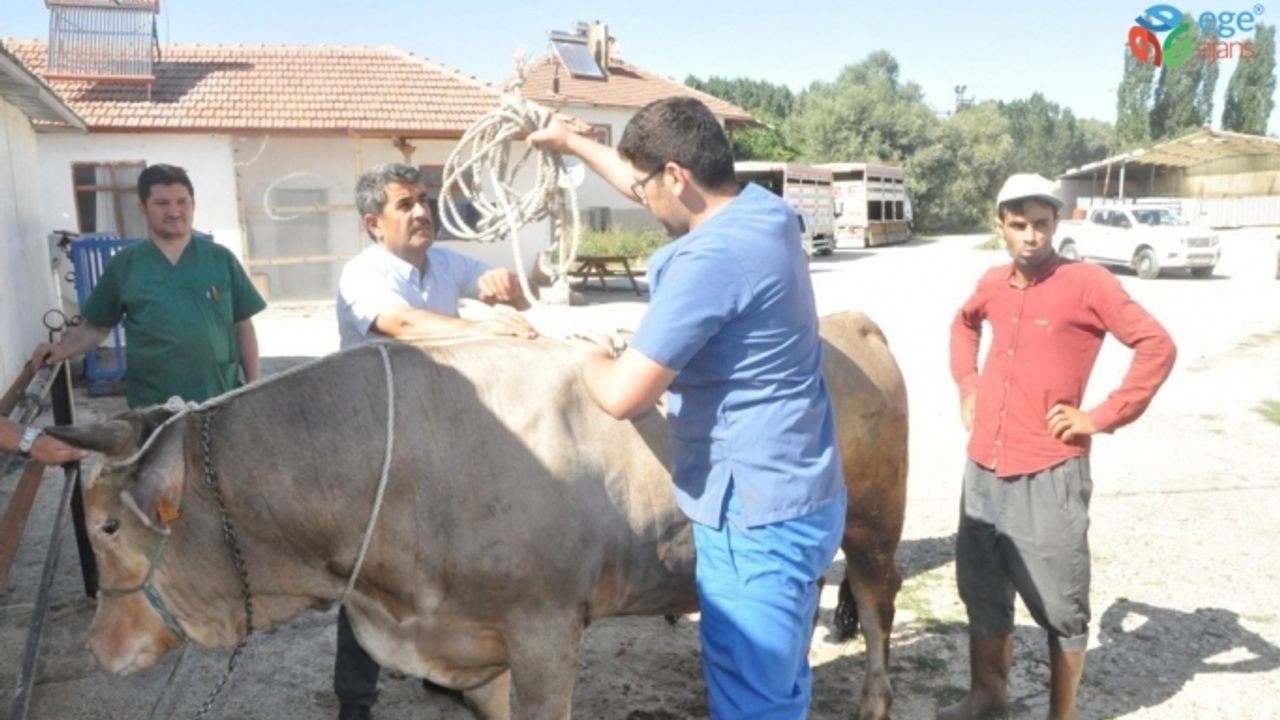 Kazasız ve kolay kurban kesimi için ‘Ruef ve Mide Düğümü’ tekniği