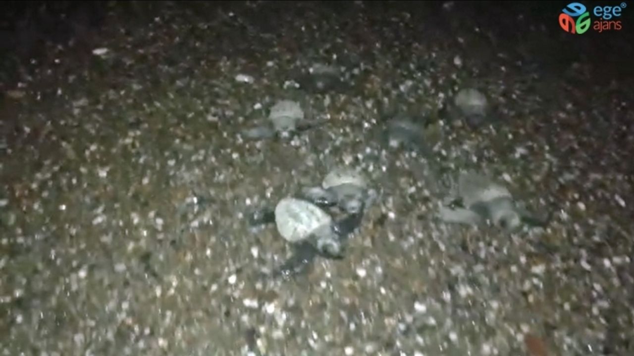 Minik carettalar ay ışığı ile sokak lambasını karıştırıp yolunu şaşırdı