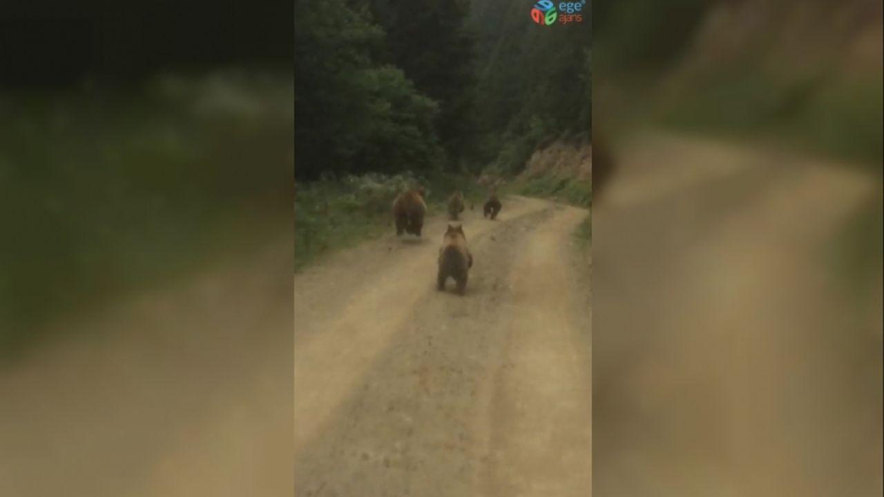 Yayla dönüşü önlerine çıkan ayı ailesini görünce şaşkınlık yaşadılar