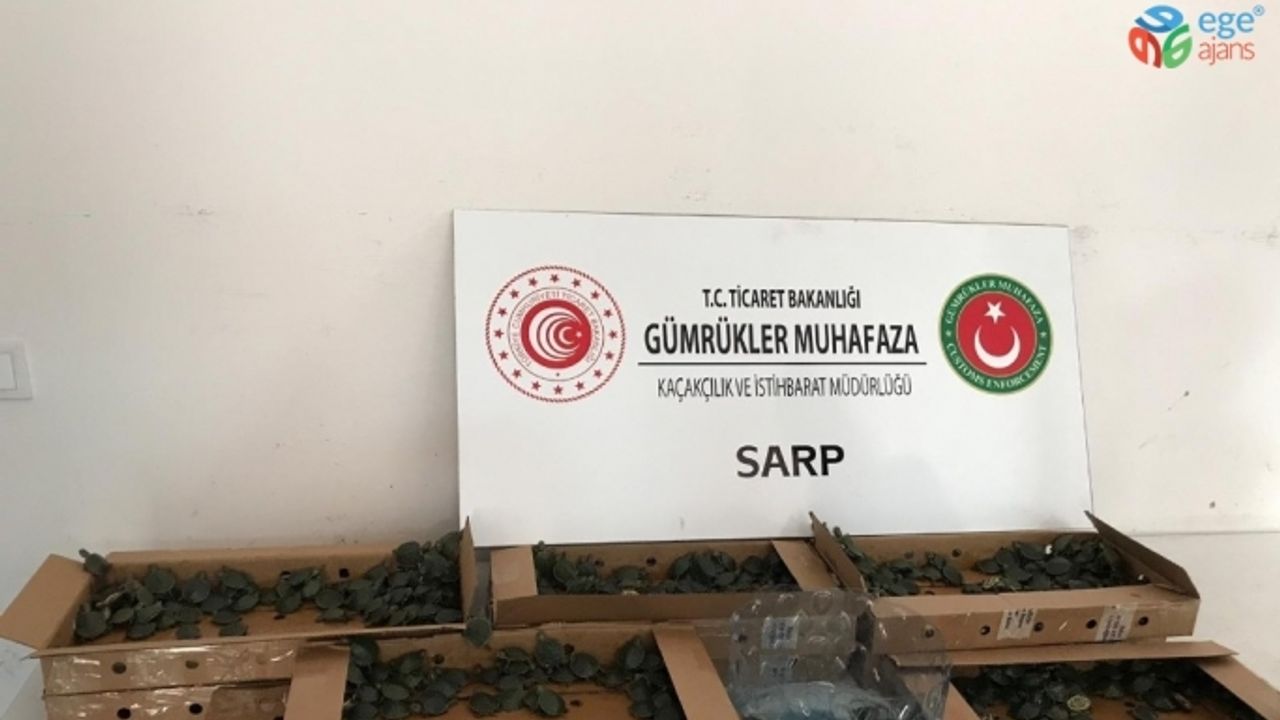 Pizza kutularında 3 bin 400 su kaplumbağası ele geçirildi