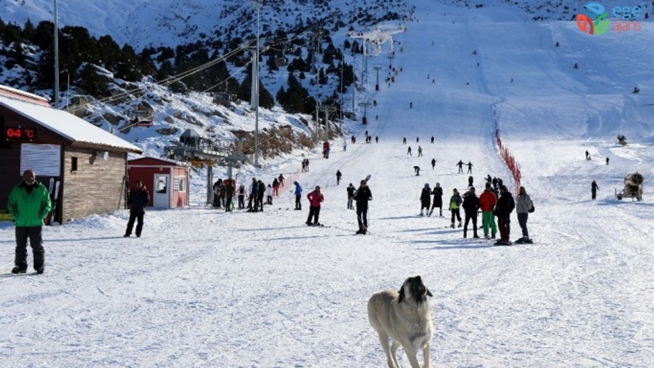 Havadaki droneyi yakalamaya çalışan köpek ilginç görüntü oluşturdu