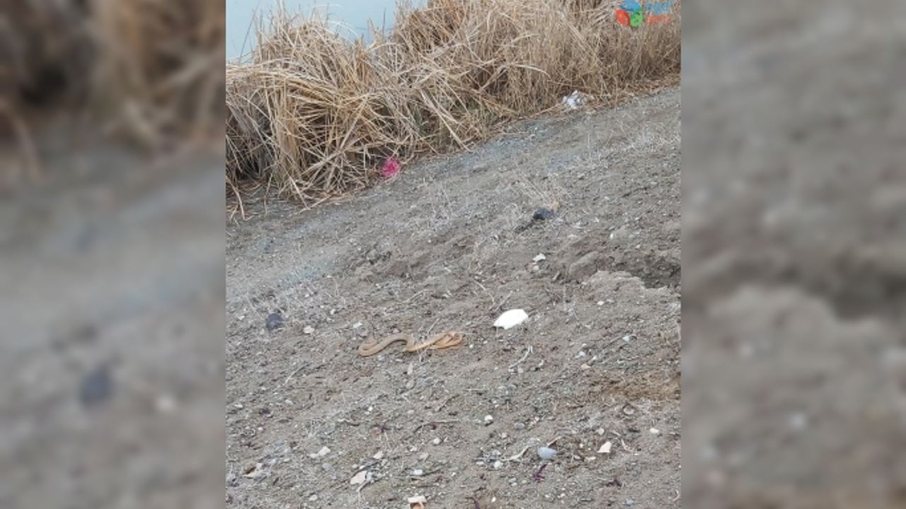 Iğdır’da bir eve giren yılan yakalanarak doğaya bırakıldı
