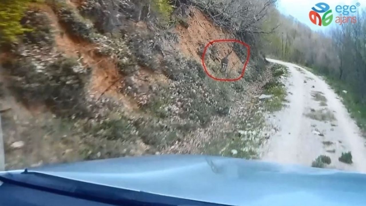 Av koruma çalışmaları esnasında ekiplere yakalanan Karaca’nın kaçış anları kamerada