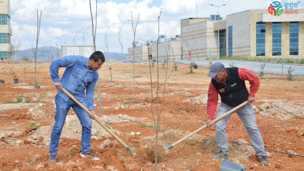 KAEÜ merkez yerleşkesi meyve ağaçları ile yeşillendiriliyor