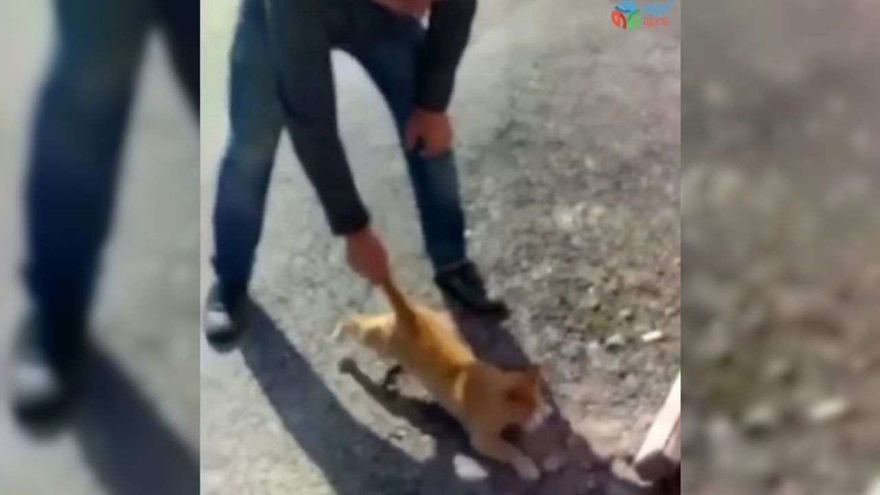 ‘Kediye eziyet’ görüntüleri ile ilgili soruşturma başlatıldı