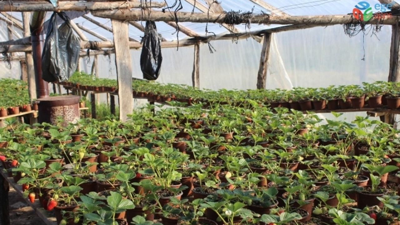 Korona virüs salgını sonrası Milli Piyango bileti satamayınca çilekçiliğe başladı