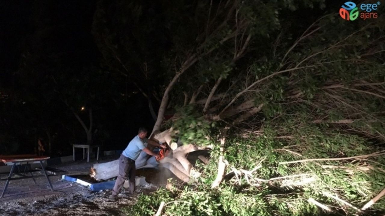Antalya’da fırtına ağaçları kökünden söktü, elektrik direklerini yıktı