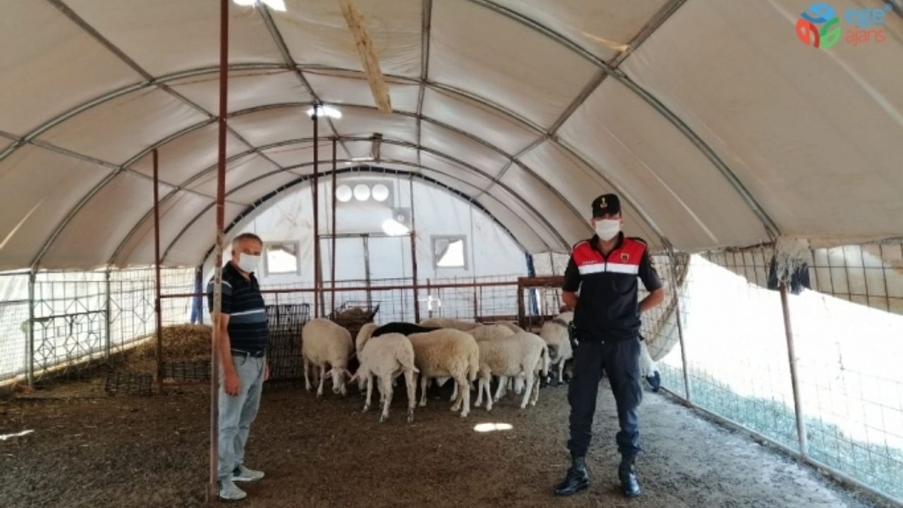 Antalya’dan çaldıkları hayvanları, Afyonkarahisar’da satmaya çalıştılar