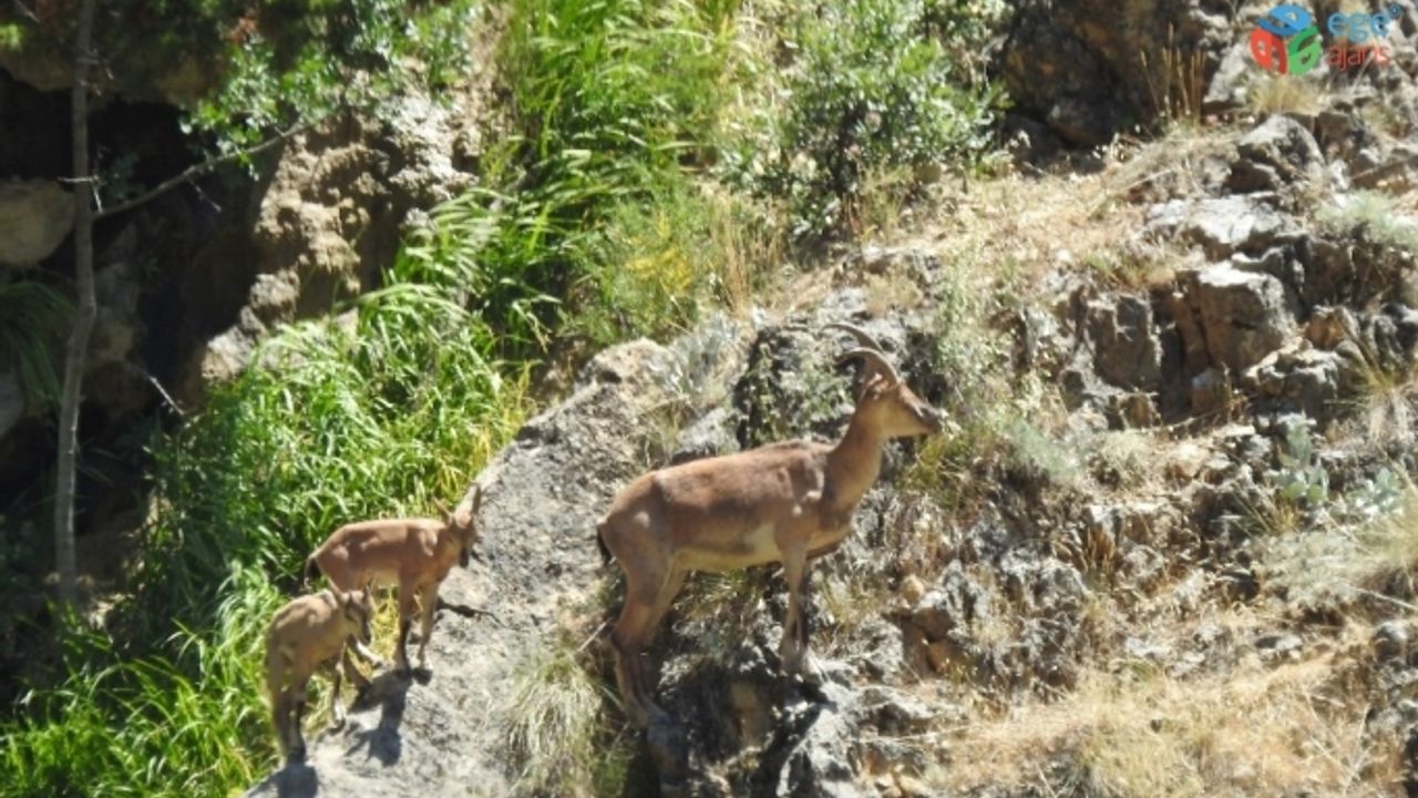 Erzincan’da 26 dağ keçisinin avlanması için açılan ihale durduruldu