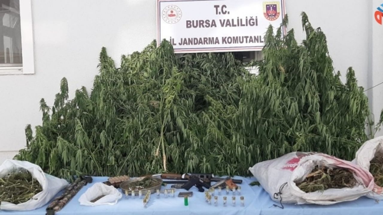 Jandarmadan büyük operasyon: Binlerce kök hint keneviri ele geçirildi