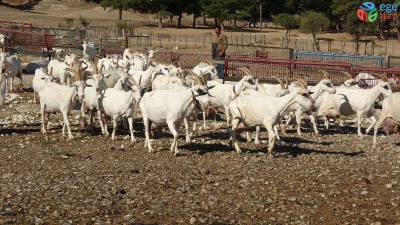 Saanen keçileri hem ormanı kurtardı hem de köylülerin gelirini arttırdı