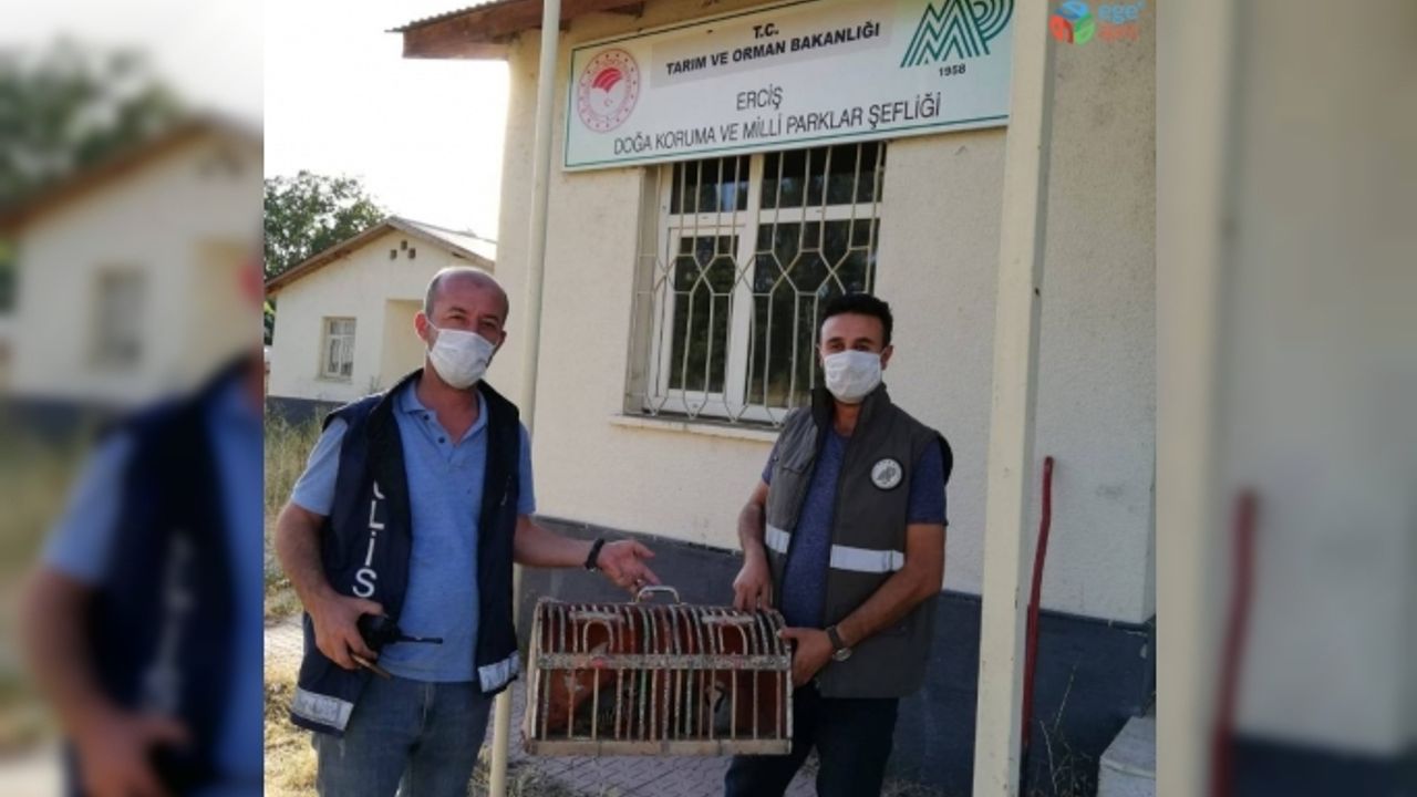 Van’da kaçak avlanılan 2 kınalı kekliğe el konuldu