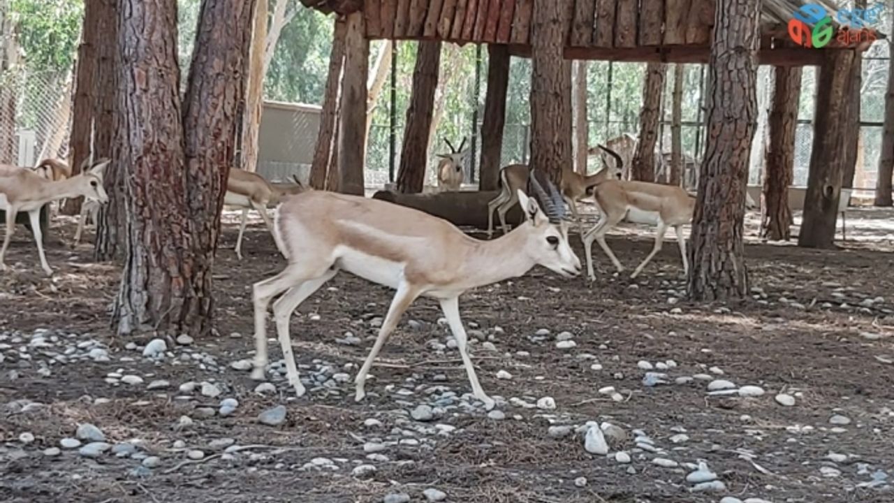 Tarsus Doğa Parkı, İzmir’den gelen 57 yaban hayvanının yeni yuvası oldu