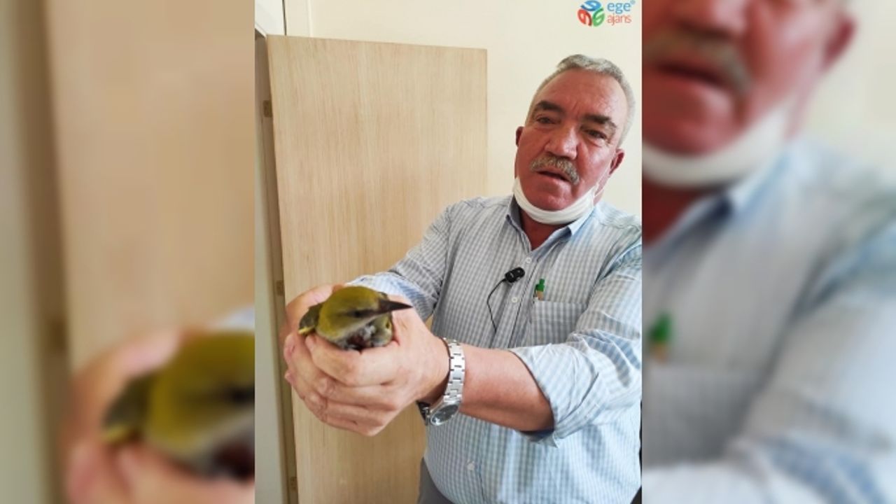 Yaralı bulunan sarı asma kuşu tedavi altına alındı