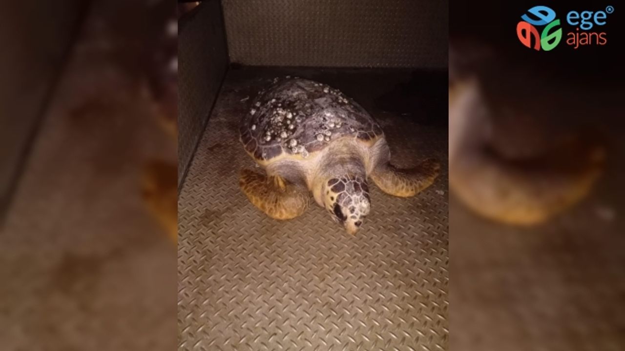 Körfez'de bulunan caretta ceratta DEKAMER'e gönderildi