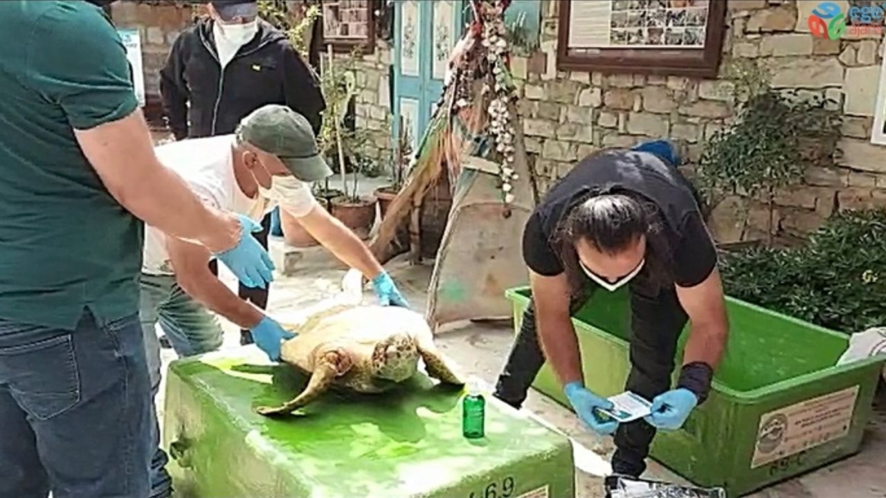 İZMİR’DE SİLAHLA VURULAN CARETTA CARETTA’NIN İLK TEDAVİSİ KUŞADASI’NDA YAPILDI