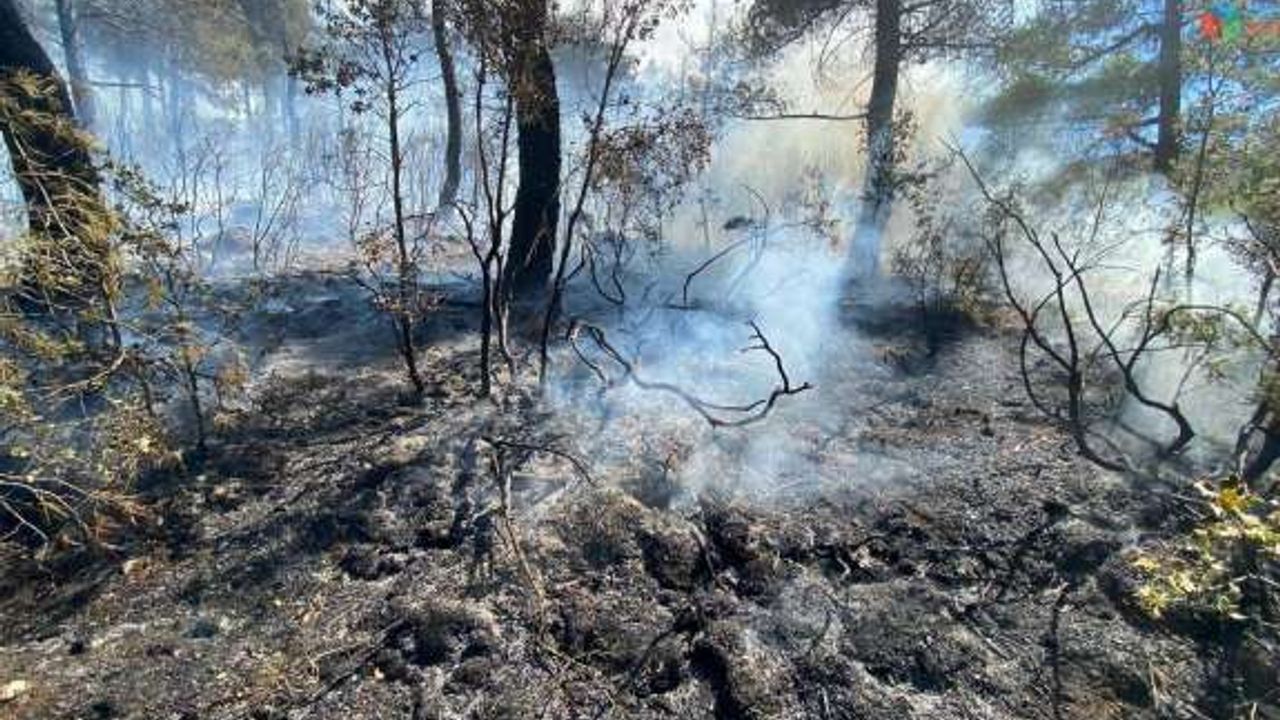 Kısıtlamada mangal yakan 3 kafadar 5 hektar ormanı kül etti