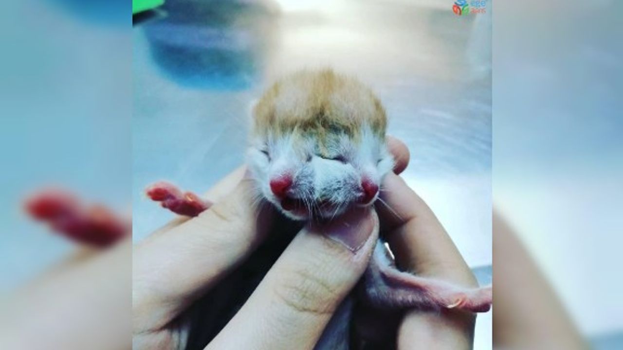 Muğla’da çift başlı doğan kedi görenleri şaşırttı
