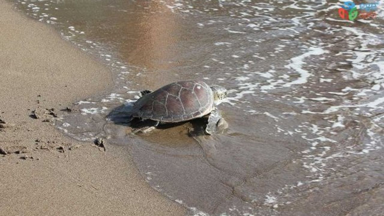 Ağzına olta iğnesi takılan caretta caretta tedavisinin ardından denize bırakıldı