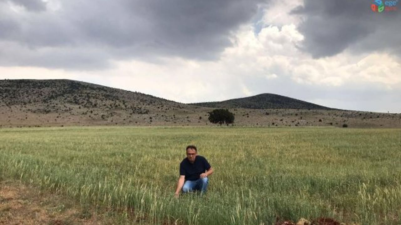 Altıntaş’ta yem bitkisi ekili alanlarda kontroller yapılıyor