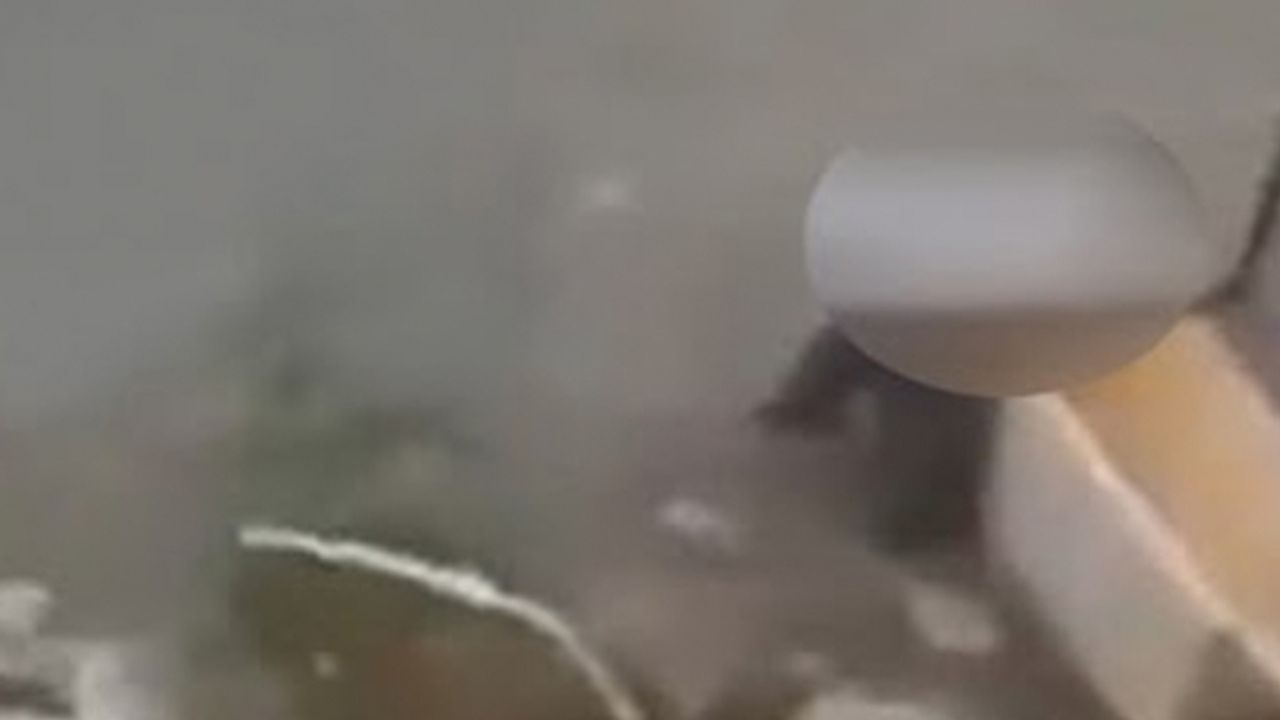 İzmir'de iğrenç olay: Köpeğe cinsel saldırı