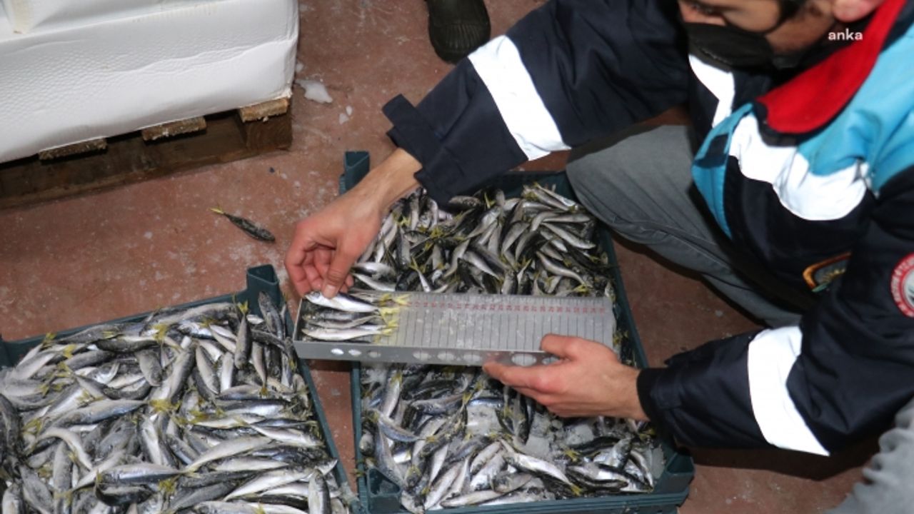 İzmir'de boy ve av yasağına uymayan 8 tona yakın balığa el konuldu