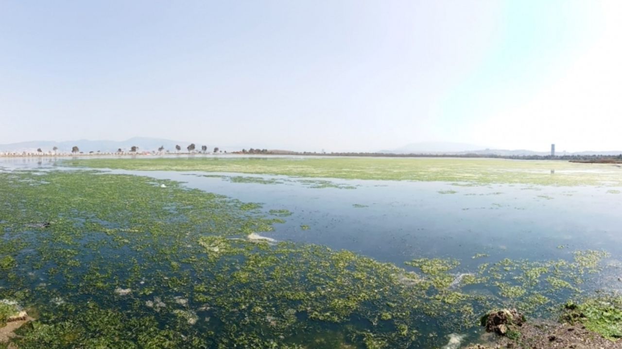 Deniz marulu İzmir'de yeniden görüldü