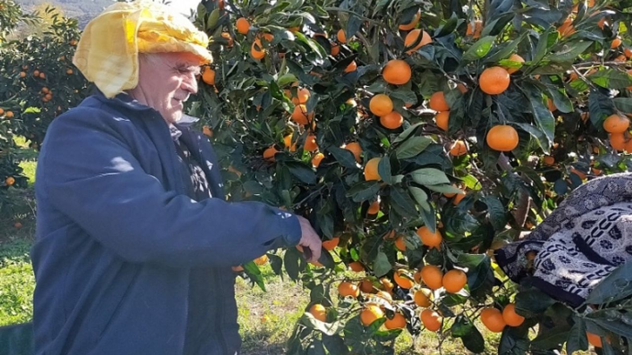 Karaburun'da mandalina üreticisinin tesis hasreti bitiyor!