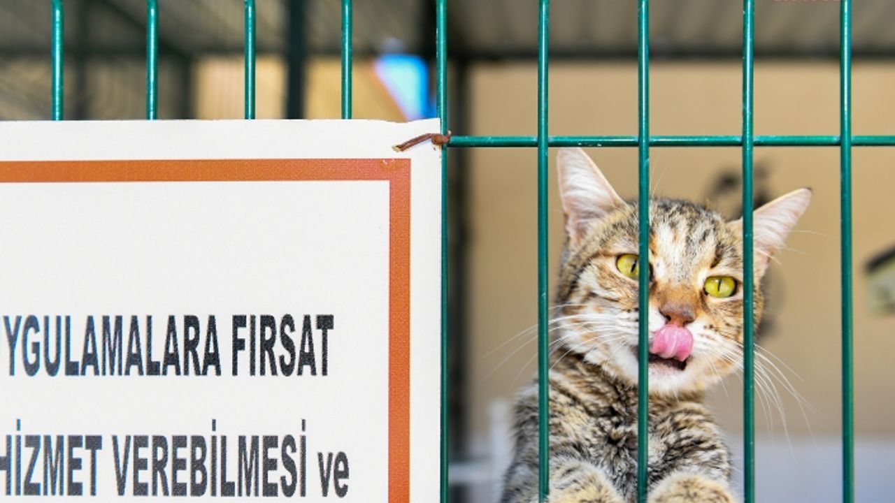 Artık hayvanlar 'süs' olmayacak! O tarihten sonra kedi köpek satışı yasak!