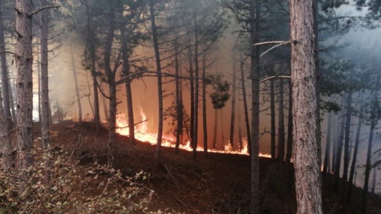 İzmir'de ormanlık alanda yangın paniği