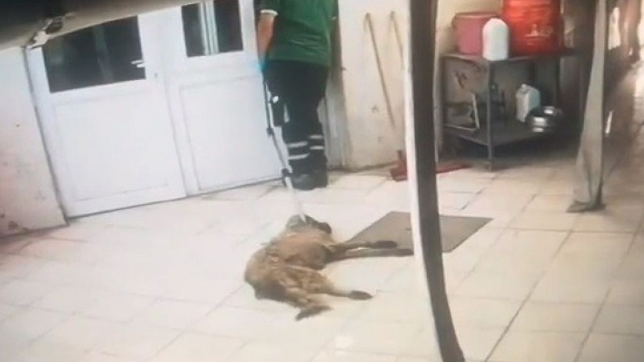Konak Belediyesi'nden Hayvan Sağlığı Merkezindeki görüntülerle ilgili açıklama