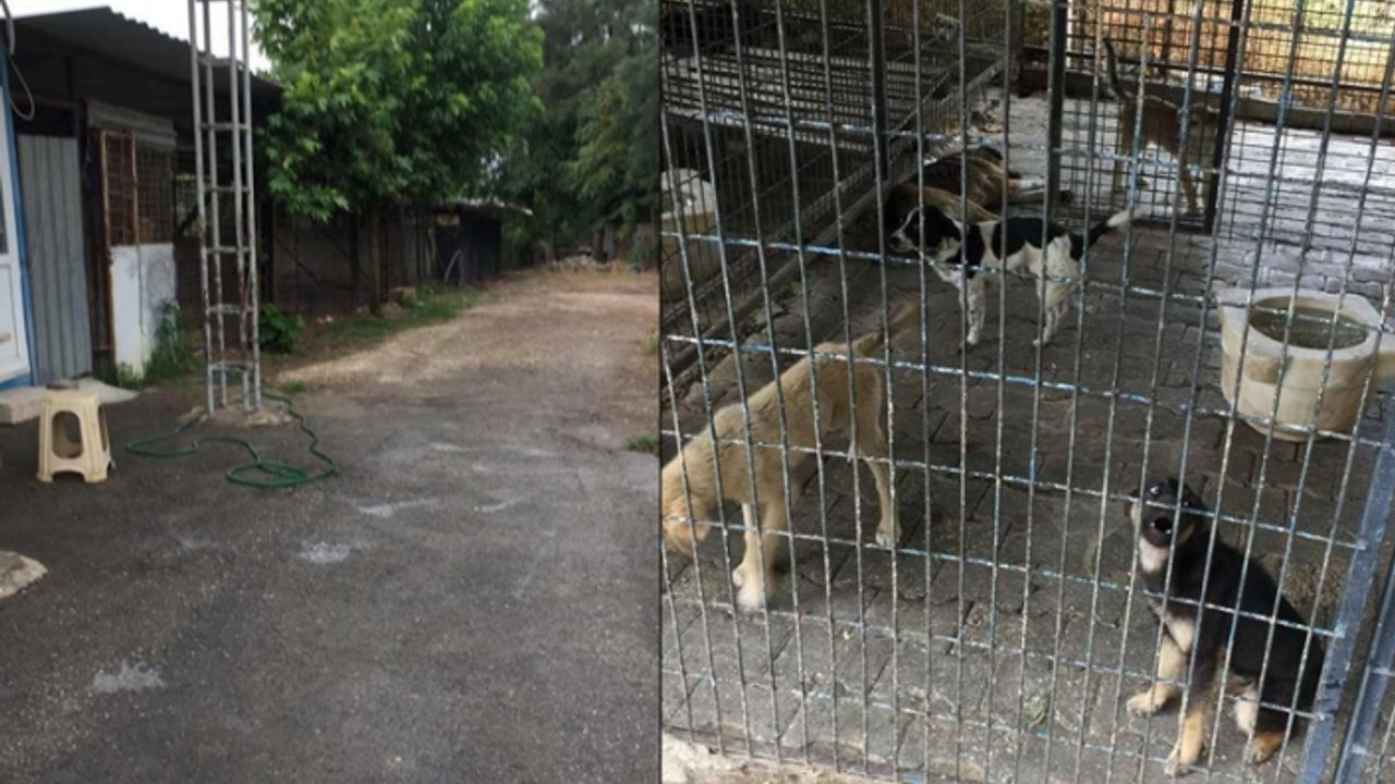 İzmir Barosu'ndan Bayındır'da köpek katliamı iddiası
