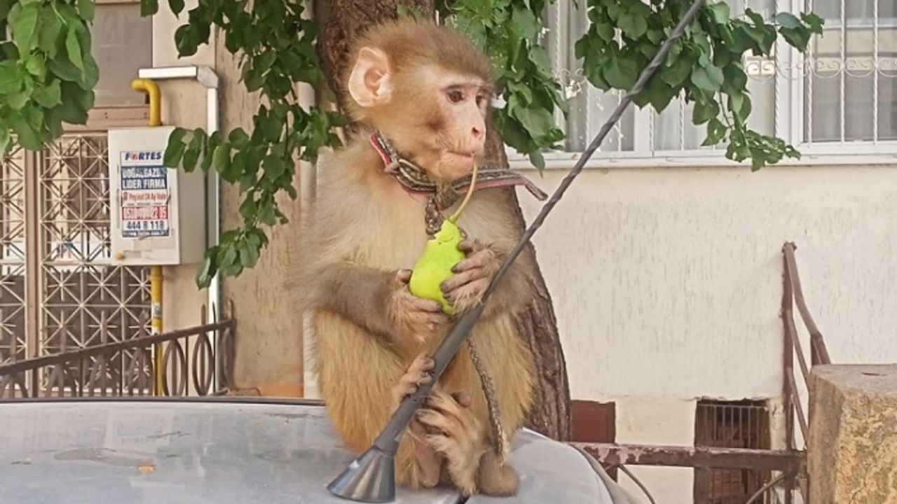 İzmir’de başıboş gezen maymun koruma altına alındı