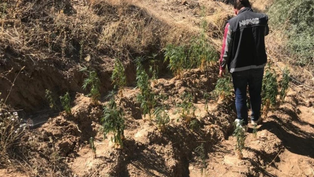 İzmir’de ormanlık alanda 150 kök Hint keneviri ele geçirildi