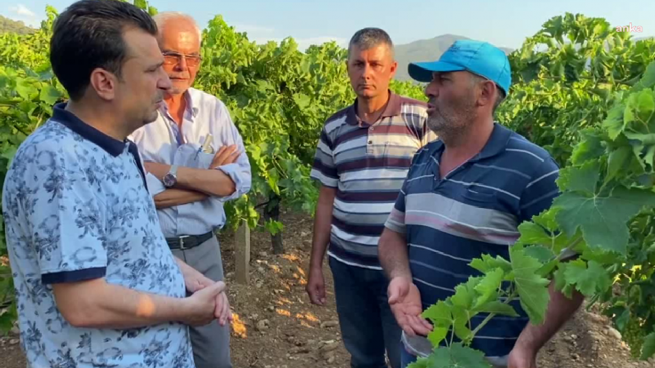 Manisalı üzüm üreticisi: Bu sene 25 liranın altında üzüm olmaması gerekir