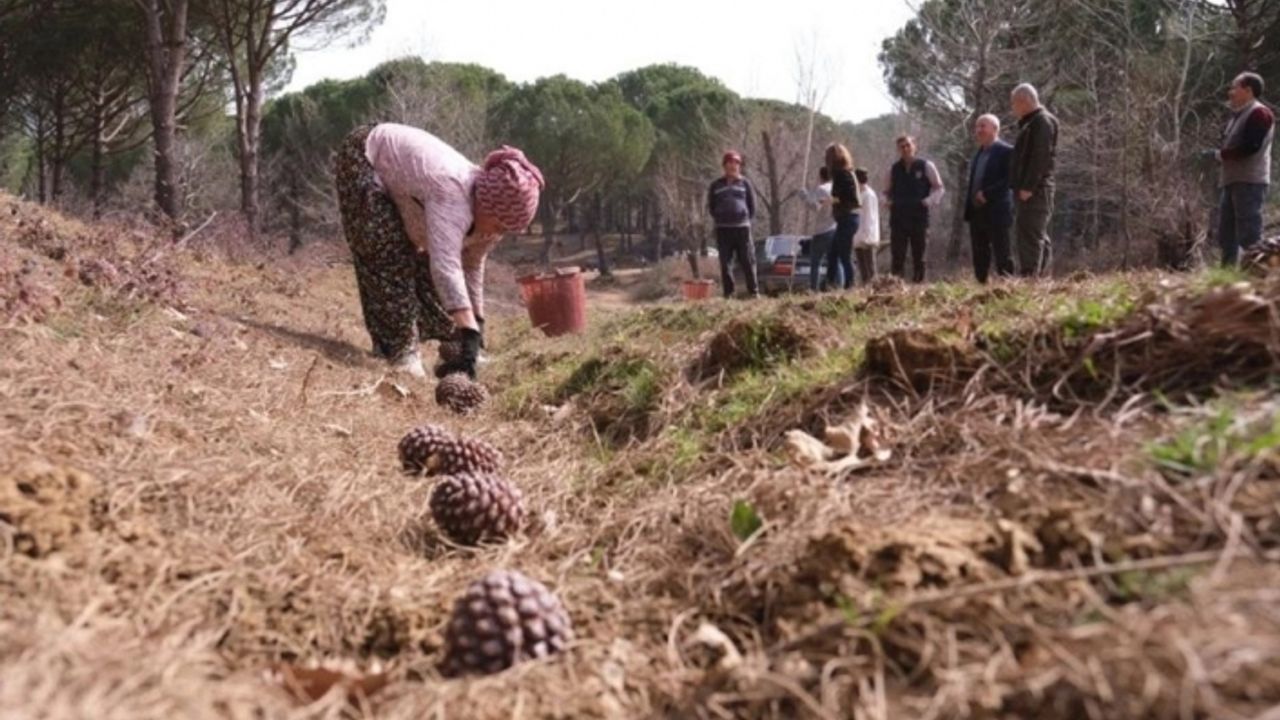 Türkiye’nin çam fıstığı deposu Bergama'da hasat telaşı