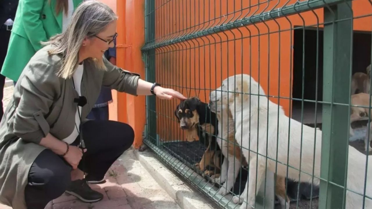 AK Partili Çankırı’dan İzmir’e sokak hayvanları için 2 müjde!