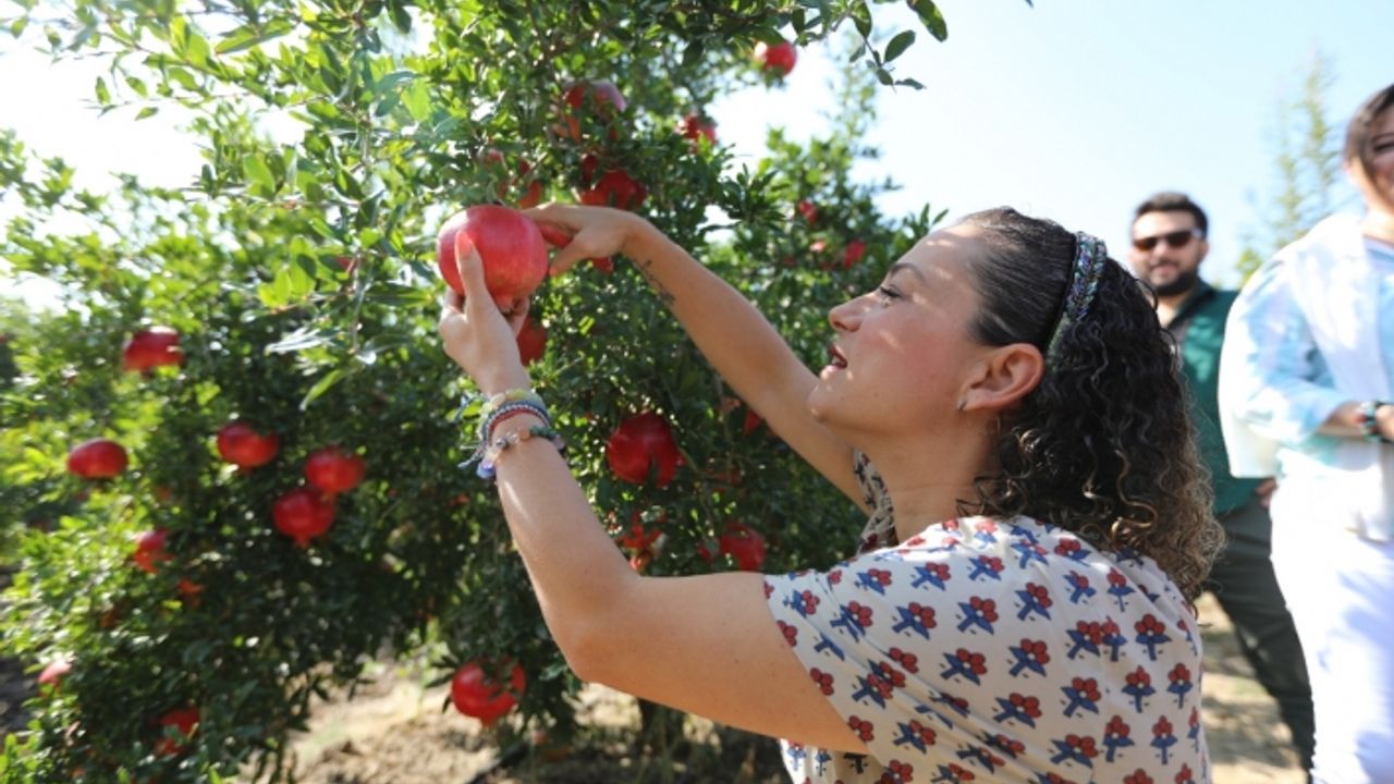 Efes Selçuklular, narın bereketini festivalle kutladı