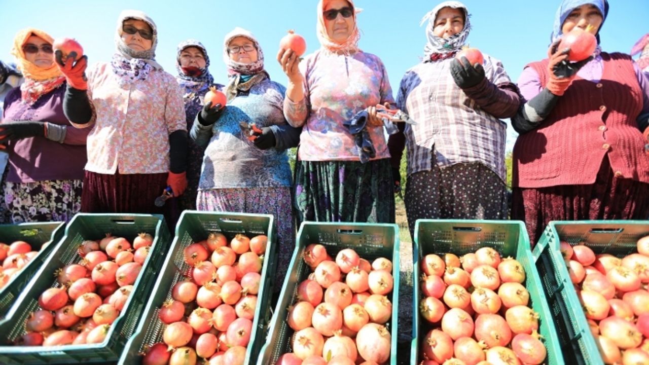 Efes Selçuk’un ilk nar şenliği hafta sonu Zeytinköy'de!