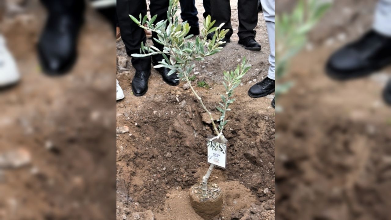 Bornova’da zeytincilik eğitimleri devam ediyor