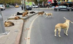 Başıboş sokak köpekleri düzenlemesi Meclis'te kabul edildi