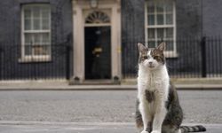 Beş başbakan deviren kedi hala görevde