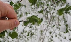 Meteoroloji'den zirai don ve fırtına uyarısı