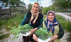 400 bin yazlık fide üreticiyle buluşuyor