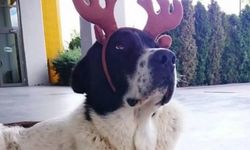 Matmazel’in ölümü hakkında soruşturma