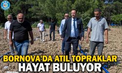 Bornova'da atıl topraklar hayat buluyor
